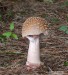 Muchomůrka růžovka (Houby), Amanita rubescens (Fungi)